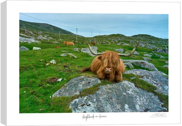 Highland Cow, Lewis, Agriculture Canvas Print by JC studios LRPS ARPS