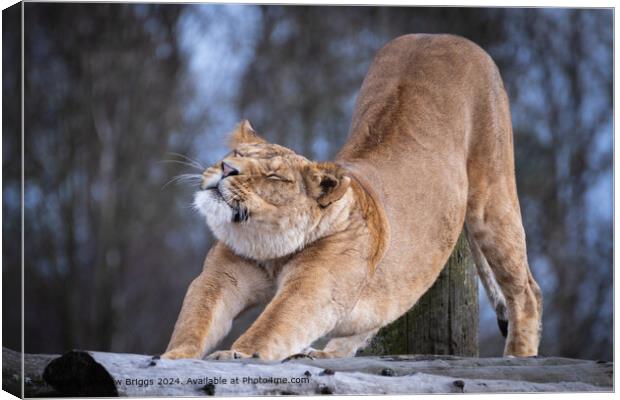 The smiling Lioness Canvas Print by Andrew Briggs