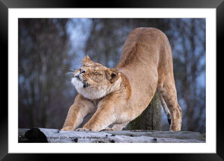 The smiling Lioness Framed Mounted Print by Andrew Briggs