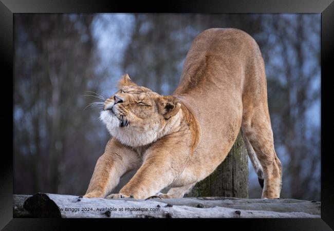 The smiling Lioness Framed Print by Andrew Briggs