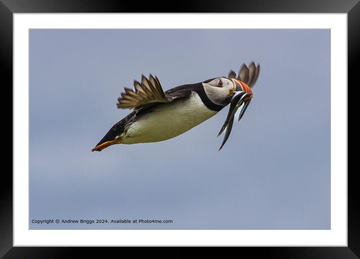 A Puffin with its beak full of Sand Eels Framed Mounted Print by Andrew Briggs