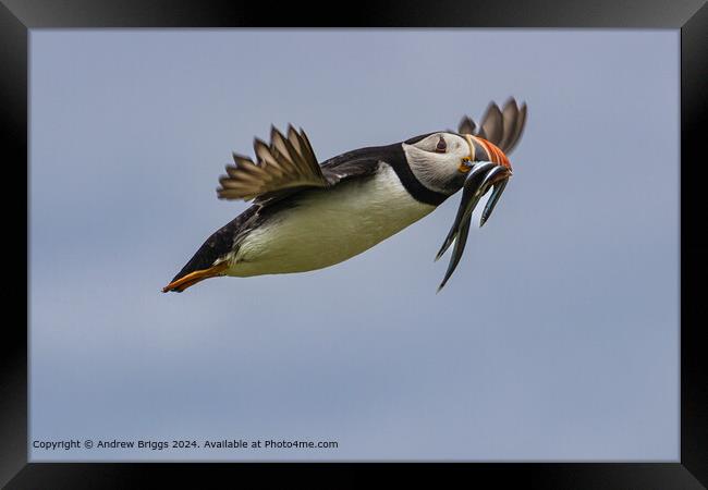 A Puffin with its beak full of Sand Eels Framed Print by Andrew Briggs