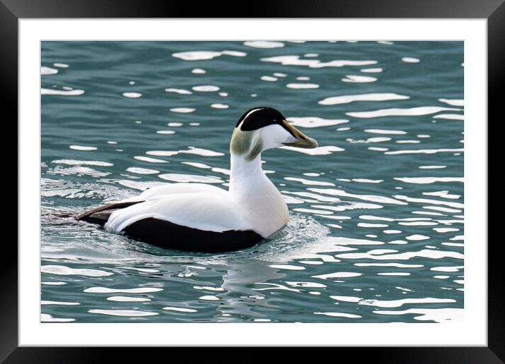 Eider Duck Swimming Iceland Framed Mounted Print by kathy white