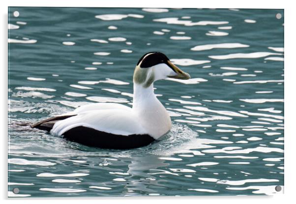 Eider Duck Swimming Iceland Acrylic by kathy white