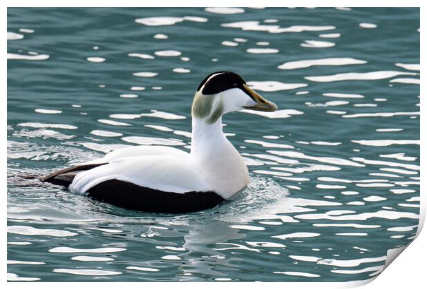 Eider Duck Swimming Iceland Print by kathy white