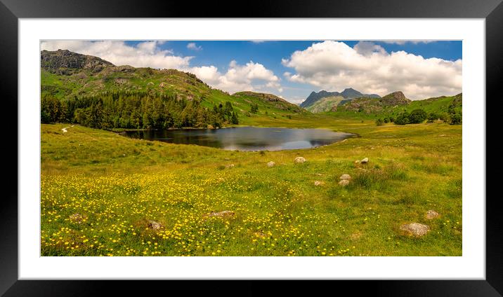 Blea Tarn Yellow Wildflowers Framed Mounted Print by nick coombs