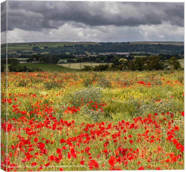 Field Poppies near Hutton Magna, Teesdale (1) Canvas Print by Richard Laidler
