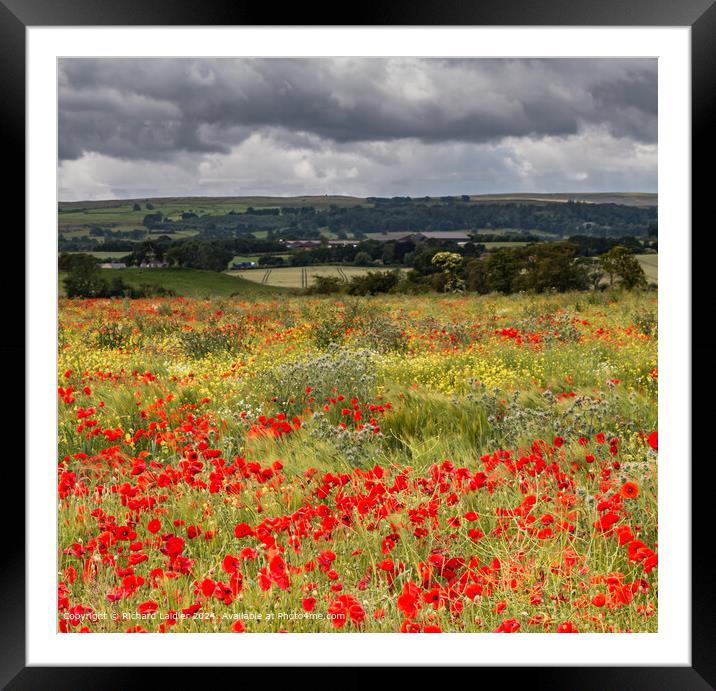 Field Poppies near Hutton Magna, Teesdale (1) Framed Mounted Print by Richard Laidler