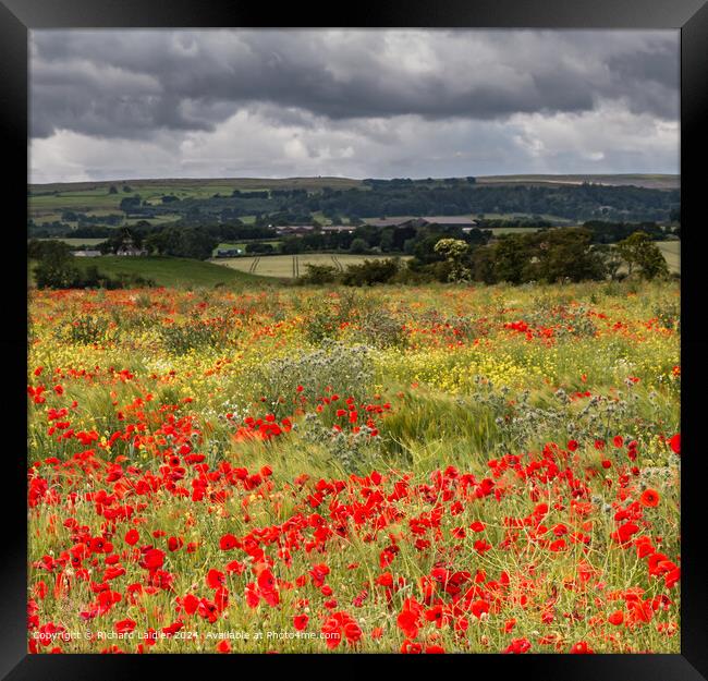 Field Poppies near Hutton Magna, Teesdale (1) Framed Print by Richard Laidler