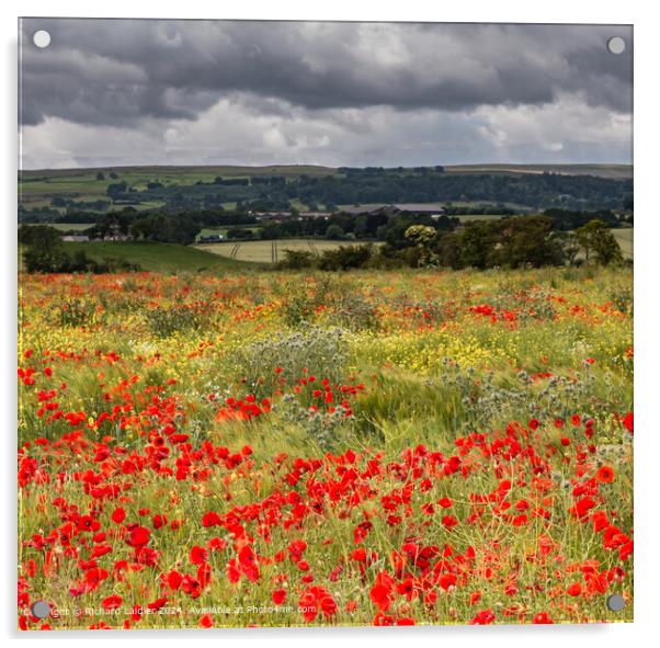 Field Poppies near Hutton Magna, Teesdale (1) Acrylic by Richard Laidler