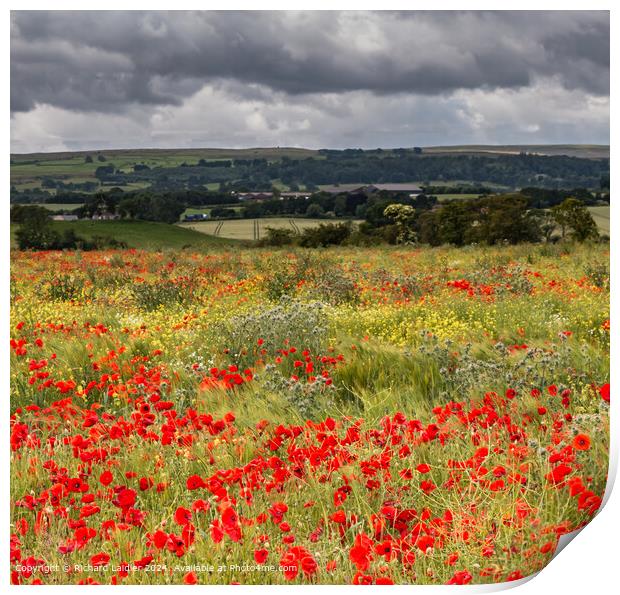 Field Poppies near Hutton Magna, Teesdale (1) Print by Richard Laidler