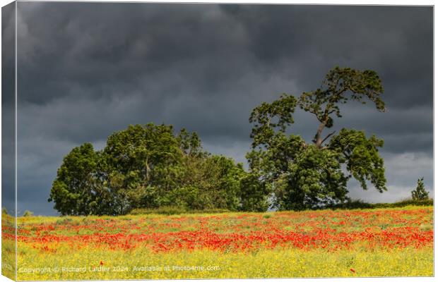 Field Poppies near Hutton Magna, Teesdale (2) Canvas Print by Richard Laidler