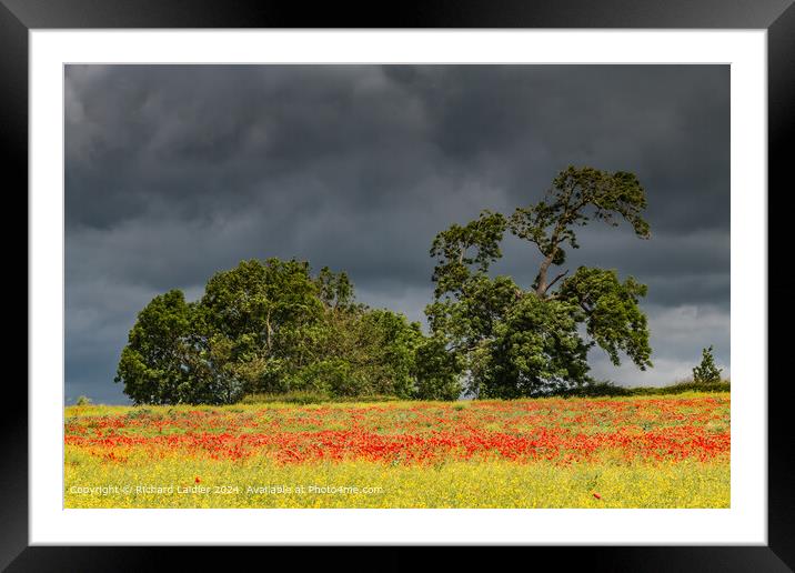 Field Poppies near Hutton Magna, Teesdale (2) Framed Mounted Print by Richard Laidler