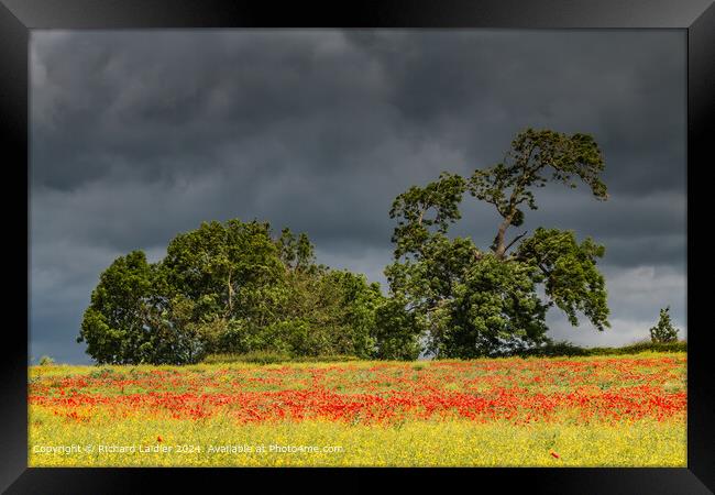 Field Poppies near Hutton Magna, Teesdale (2) Framed Print by Richard Laidler