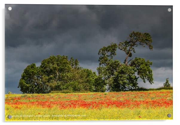 Field Poppies near Hutton Magna, Teesdale (2) Acrylic by Richard Laidler