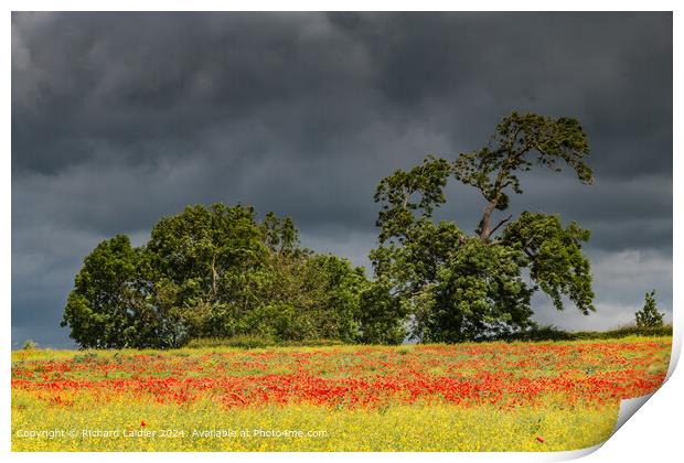Field Poppies near Hutton Magna, Teesdale (2) Print by Richard Laidler