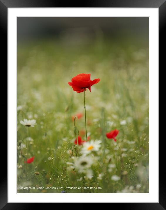 Sunlit Poppy Flower Cotswolds Framed Mounted Print by Simon Johnson