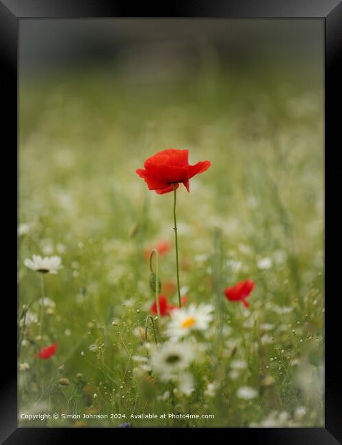 Sunlit Poppy Flower Cotswolds Framed Print by Simon Johnson