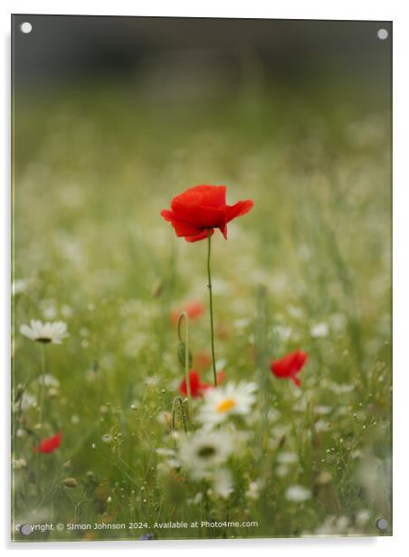 Sunlit Poppy Flower Cotswolds Acrylic by Simon Johnson