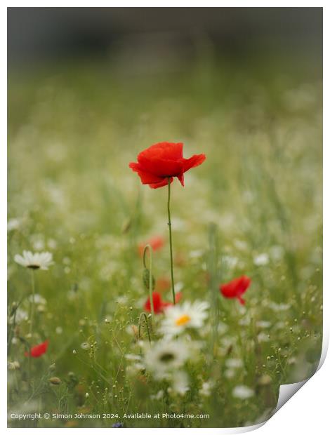 Sunlit Poppy Flower Cotswolds Print by Simon Johnson
