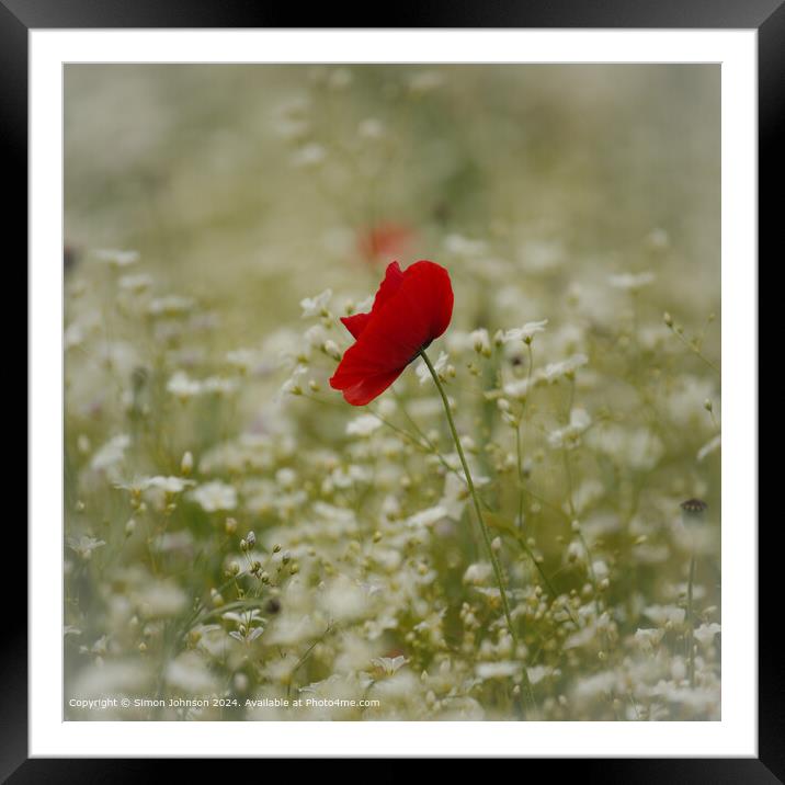 Sunlit Poppy Flower Cotswolds Framed Mounted Print by Simon Johnson
