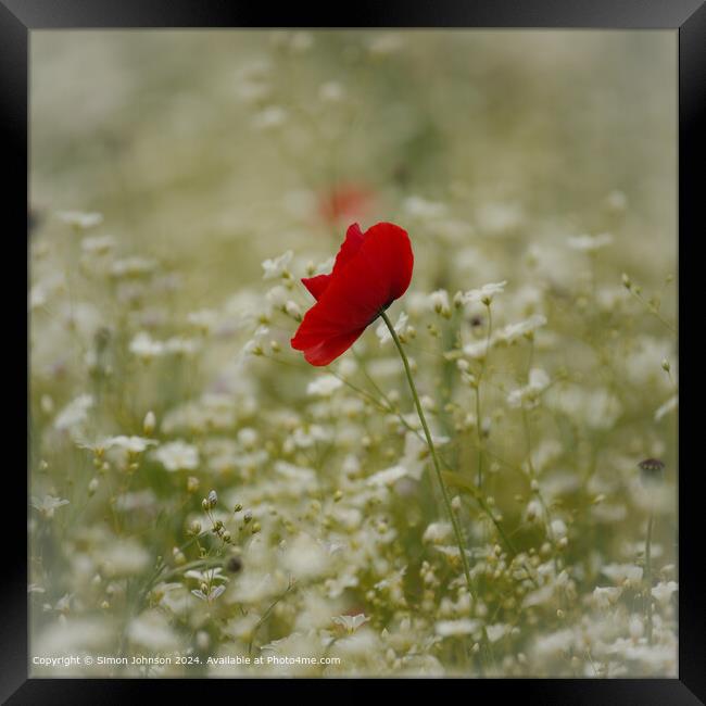 Sunlit Poppy Flower Cotswolds Framed Print by Simon Johnson