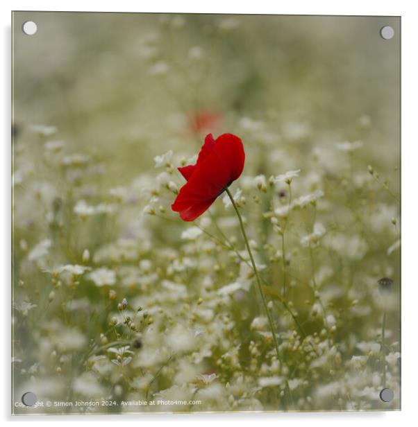 Sunlit Poppy Flower Cotswolds Acrylic by Simon Johnson