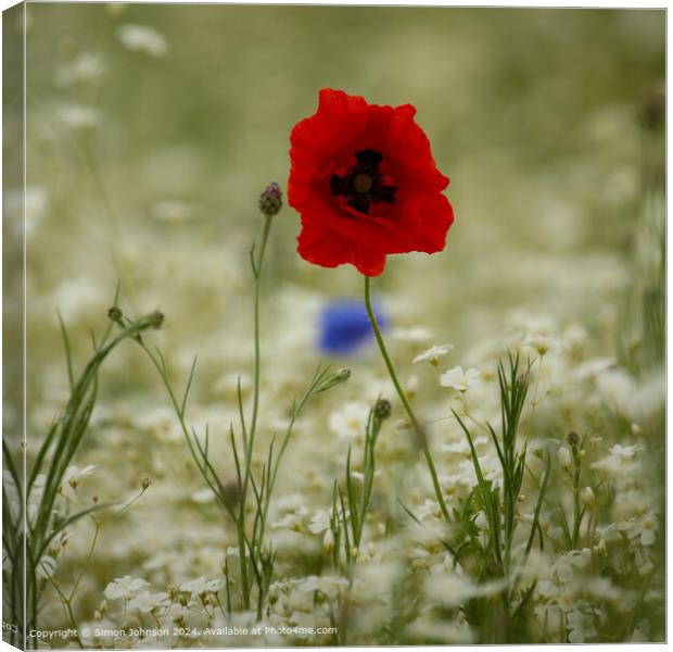 Sunlit Poppy Flower in Cotswolds, Gloucestershire Canvas Print by Simon Johnson