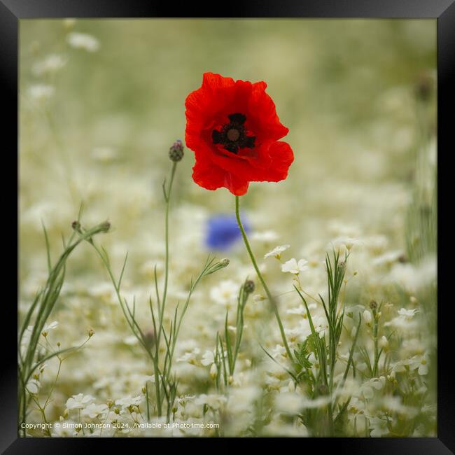 Sunlit Poppy Flower Cotswolds Landscape Framed Print by Simon Johnson