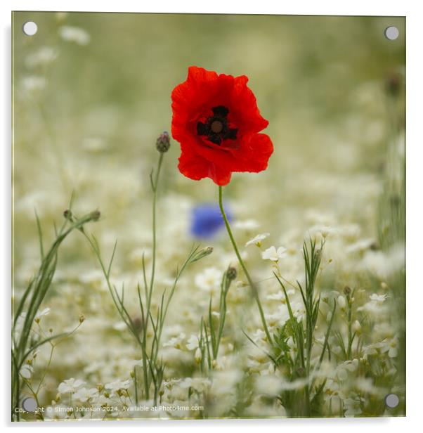 Sunlit Poppy Flower Cotswolds Landscape Acrylic by Simon Johnson