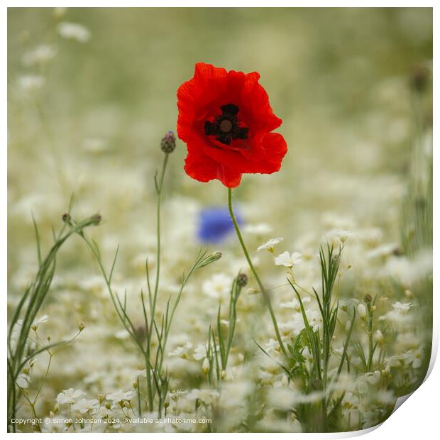 Sunlit Poppy Flower Cotswolds Landscape Print by Simon Johnson