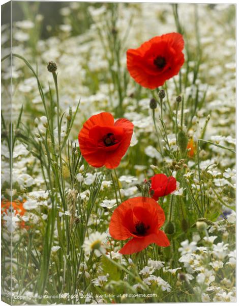 Sunlit Poppy Flowers in Cotswolds Canvas Print by Simon Johnson