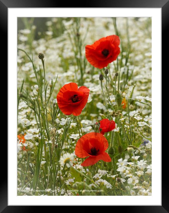Sunlit Poppy Flowers in Cotswolds Framed Mounted Print by Simon Johnson