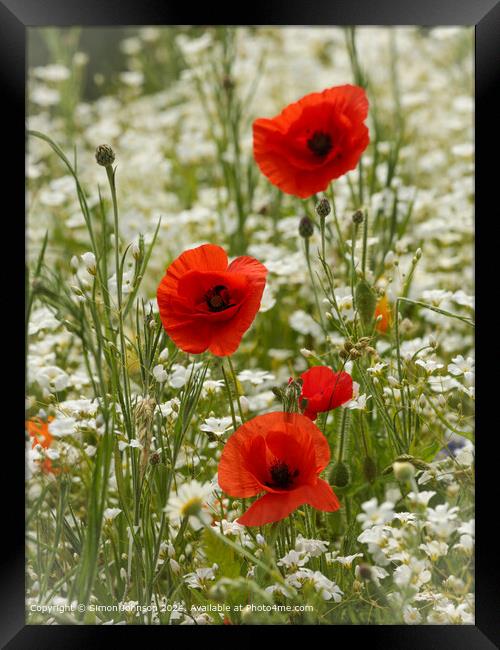 Sunlit Poppy Flowers in Cotswolds Framed Print by Simon Johnson