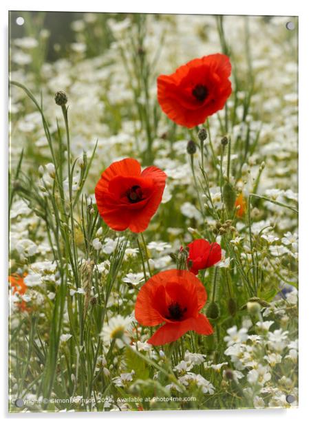 Sunlit Poppy Flowers in Cotswolds Acrylic by Simon Johnson
