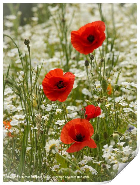 Sunlit Poppy Flowers in Cotswolds Print by Simon Johnson