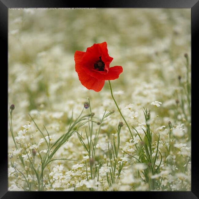 Sunlit Poppy Flower in Cotswolds Framed Print by Simon Johnson