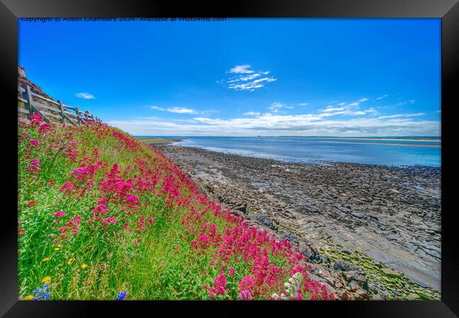 Northumberland Coastal Splendour  Framed Print by Alison Chambers