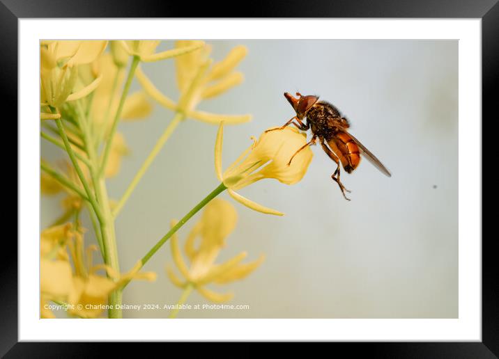 Yellow Fly Pollinator Framed Mounted Print by Charlene Delaney