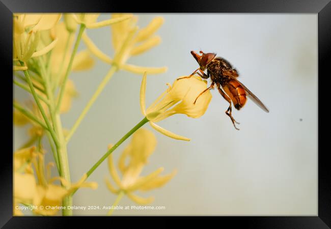 Yellow Fly Pollinator Framed Print by Charlene Delaney