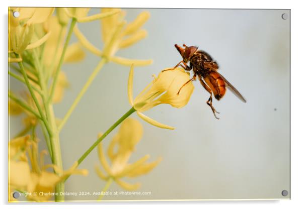 Yellow Fly Pollinator Acrylic by Charlene Delaney