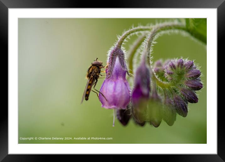 Macro Fly on a Comfrey Spiral Framed Mounted Print by Charlene Delaney