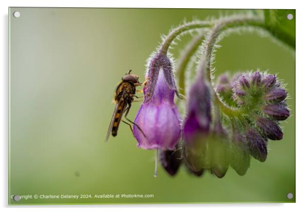 Macro Fly on a Comfrey Spiral Acrylic by Charlene Delaney