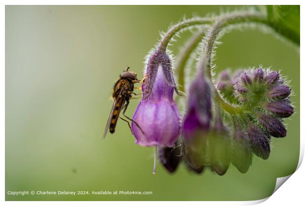 Macro Fly on a Comfrey Spiral Print by Charlene Delaney