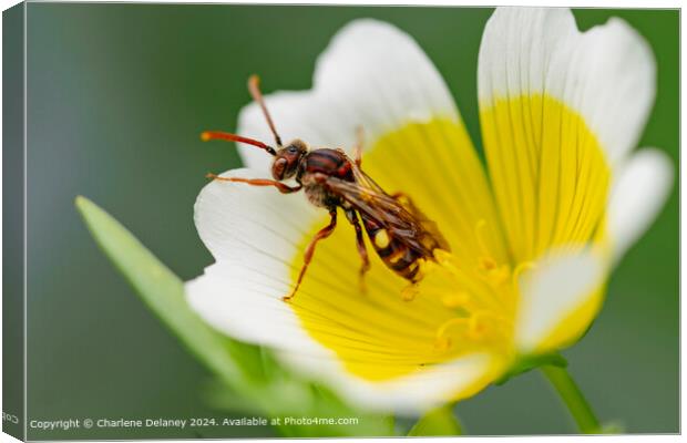 Nomad Bee on a Poached Egg plant flower  Canvas Print by Charlene Delaney