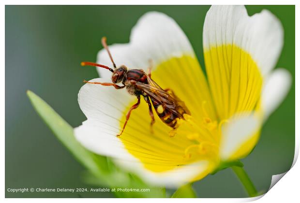 Nomad Bee on a Poached Egg plant flower  Print by Charlene Delaney