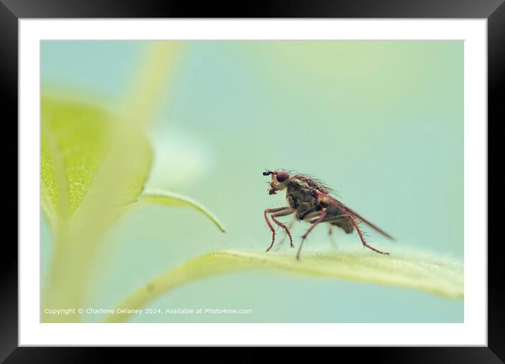 Yellow Dung Fly Macro Framed Mounted Print by Charlene Delaney