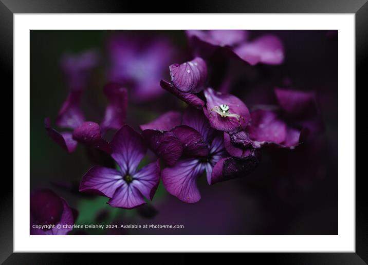 Crab Spider on the purple flower Lunaria  Framed Mounted Print by Charlene Delaney