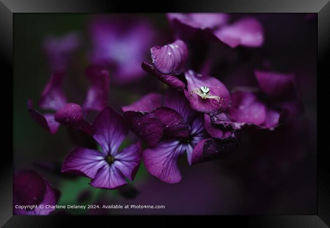 Crab Spider on the purple flower Lunaria  Framed Print by Charlene Delaney