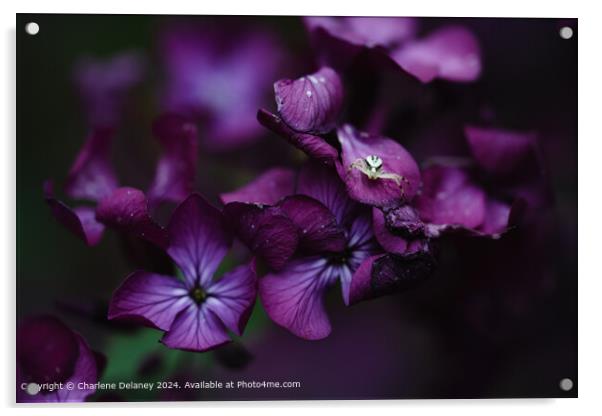 Crab Spider on the purple flower Lunaria  Acrylic by Charlene Delaney